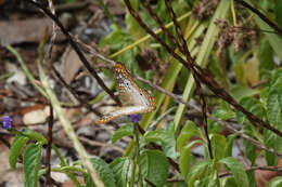 Plancia ëd Anartia jatrophae jamaicensis Möschler 1886