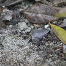 Image of Rain Frog