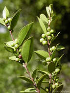 Image de Lauridia reticulata Eckl. & Zeyh.