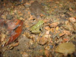 Image de Pristimantis erythropleura (Boulenger 1896)