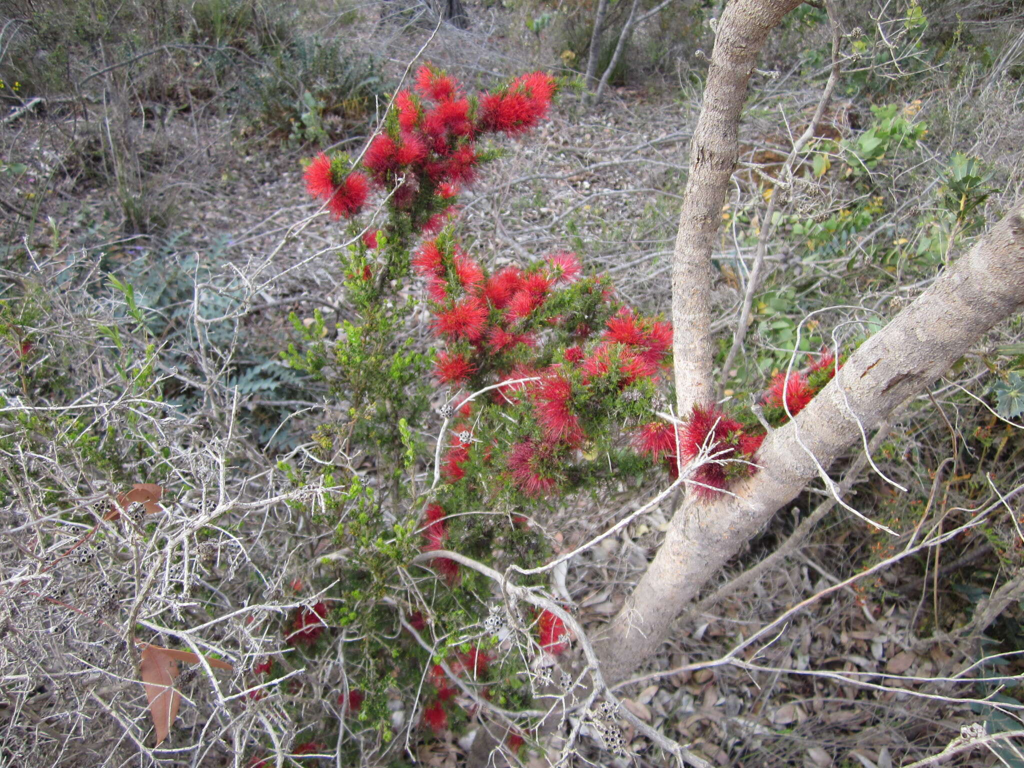 Image of Melaleuca cyrtodonta Turcz.