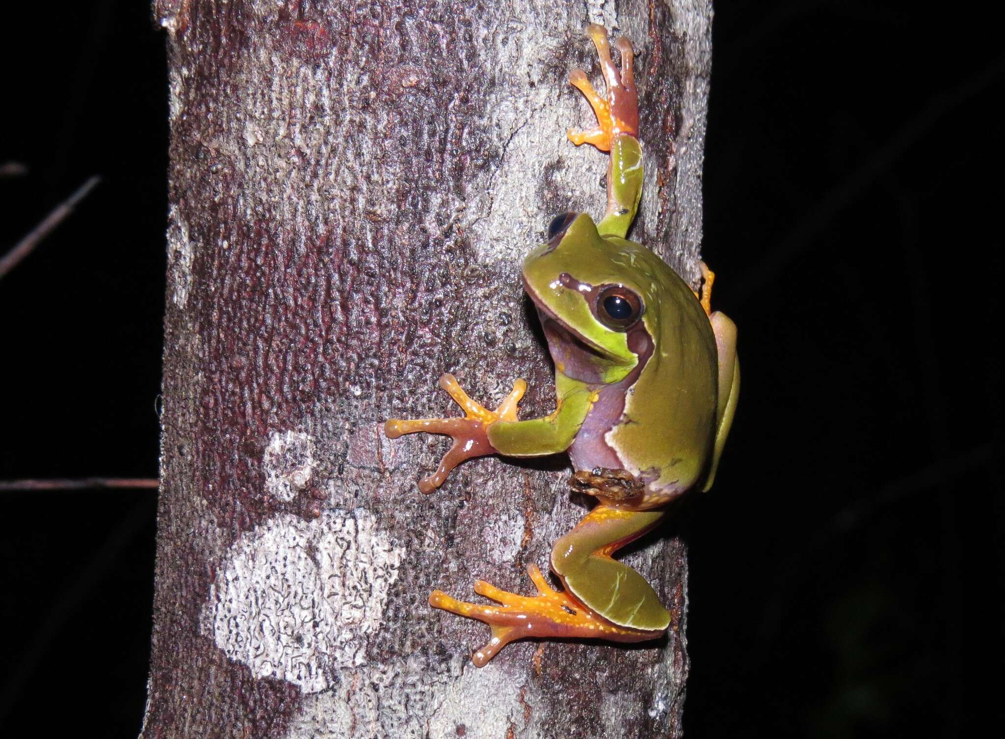 Image of Pine Barrens Treefrog