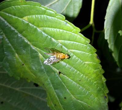 Image of Mexican Fruit Fly