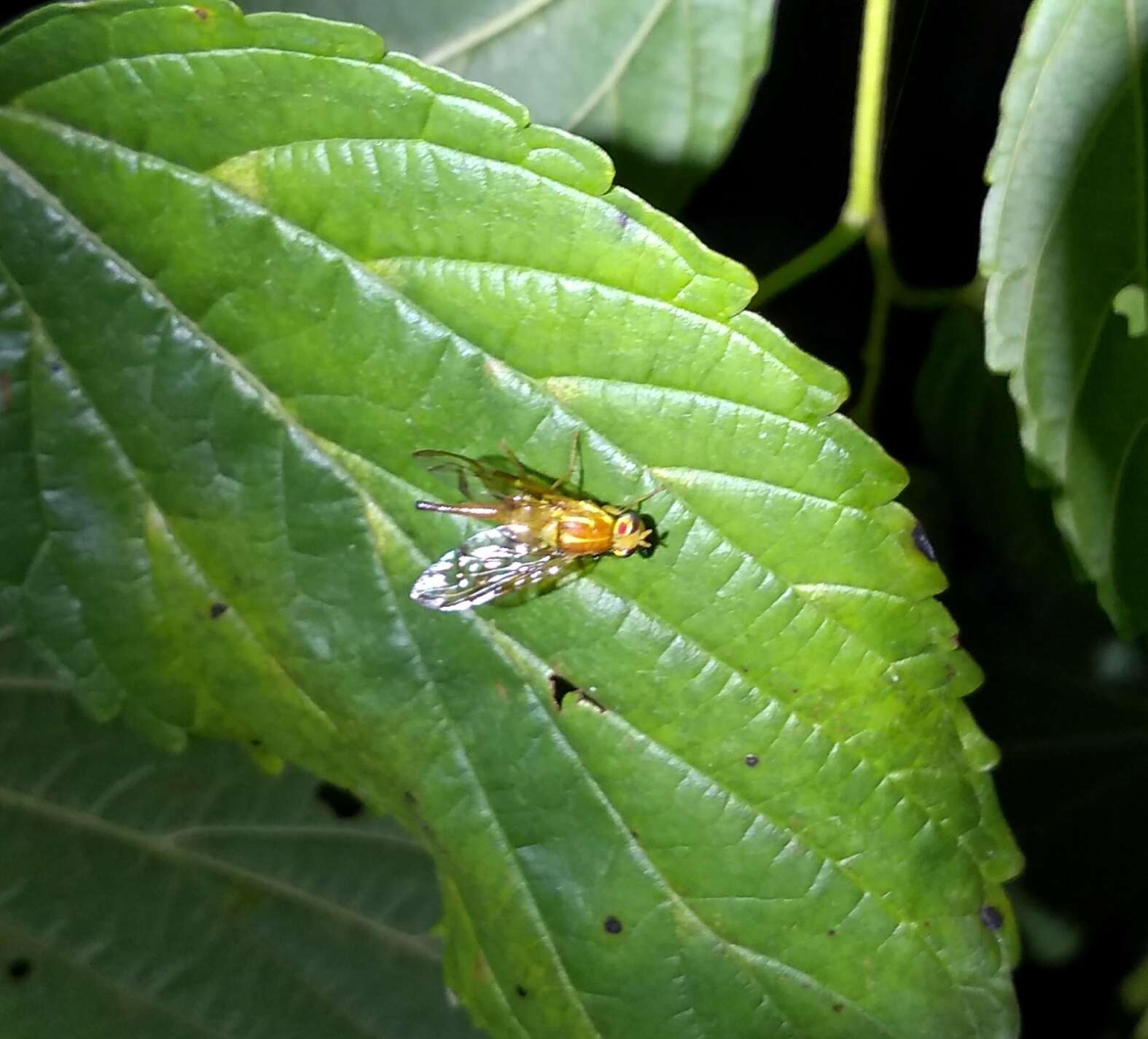 Image of Mexican Fruit Fly