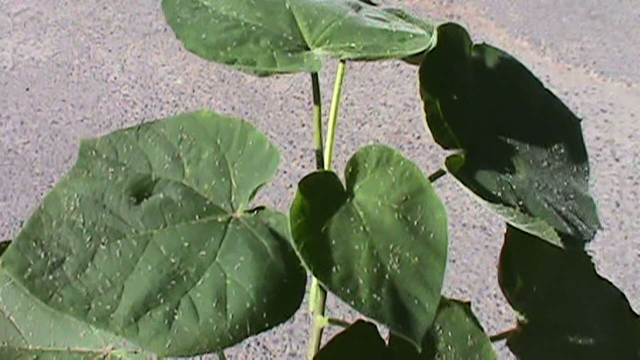 Image of Paulownia tomentosa (Thunb.) Steud.