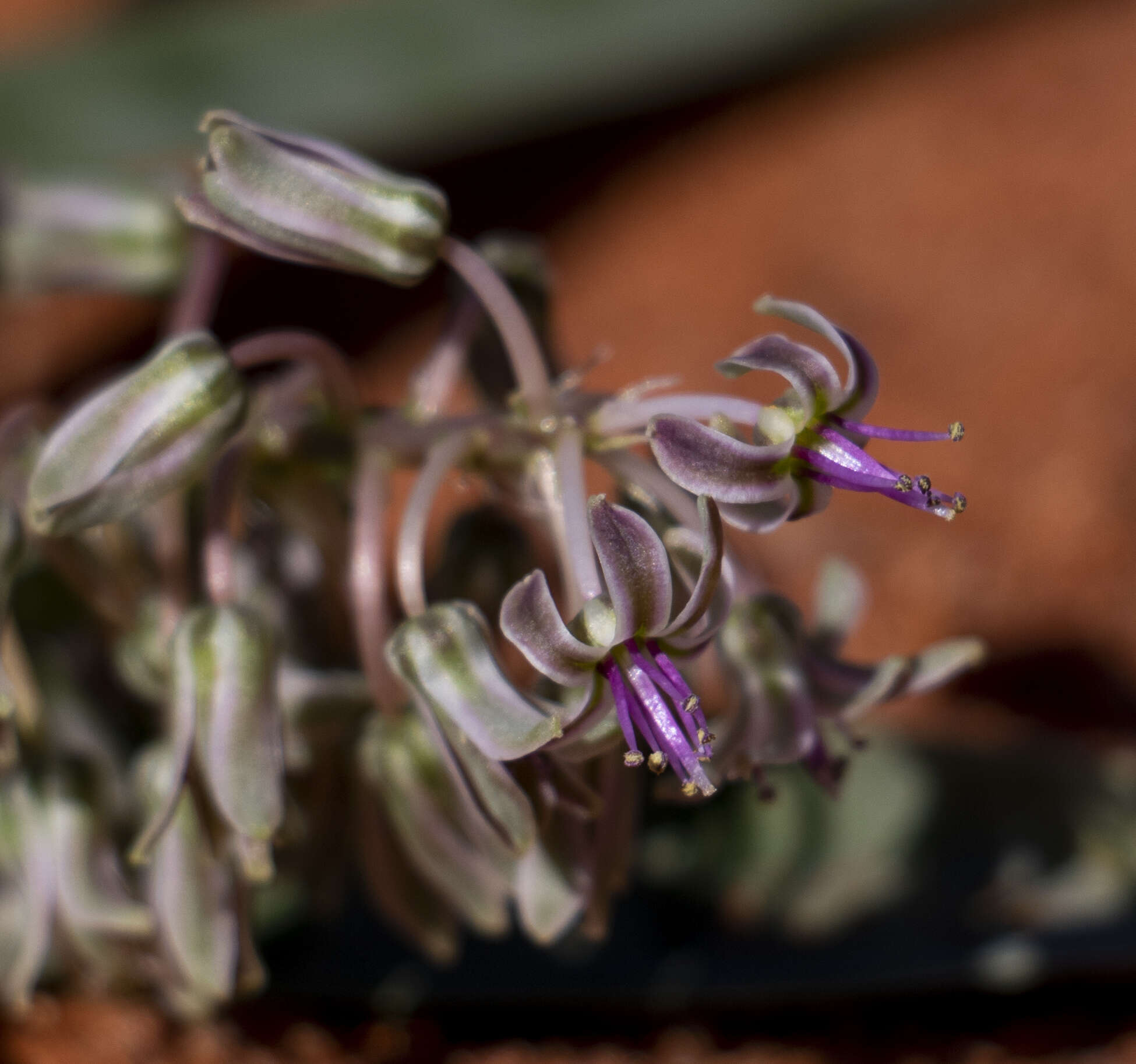 Image of Ledebouria apertiflora (Baker) Jessop