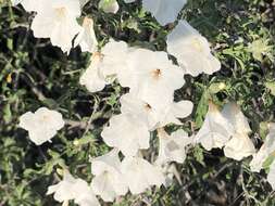 Cordia parvifolia A. DC. resmi