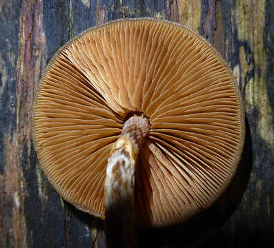 Image of Galerina patagonica Singer 1953