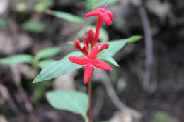 Image of Crusea coccinea DC.