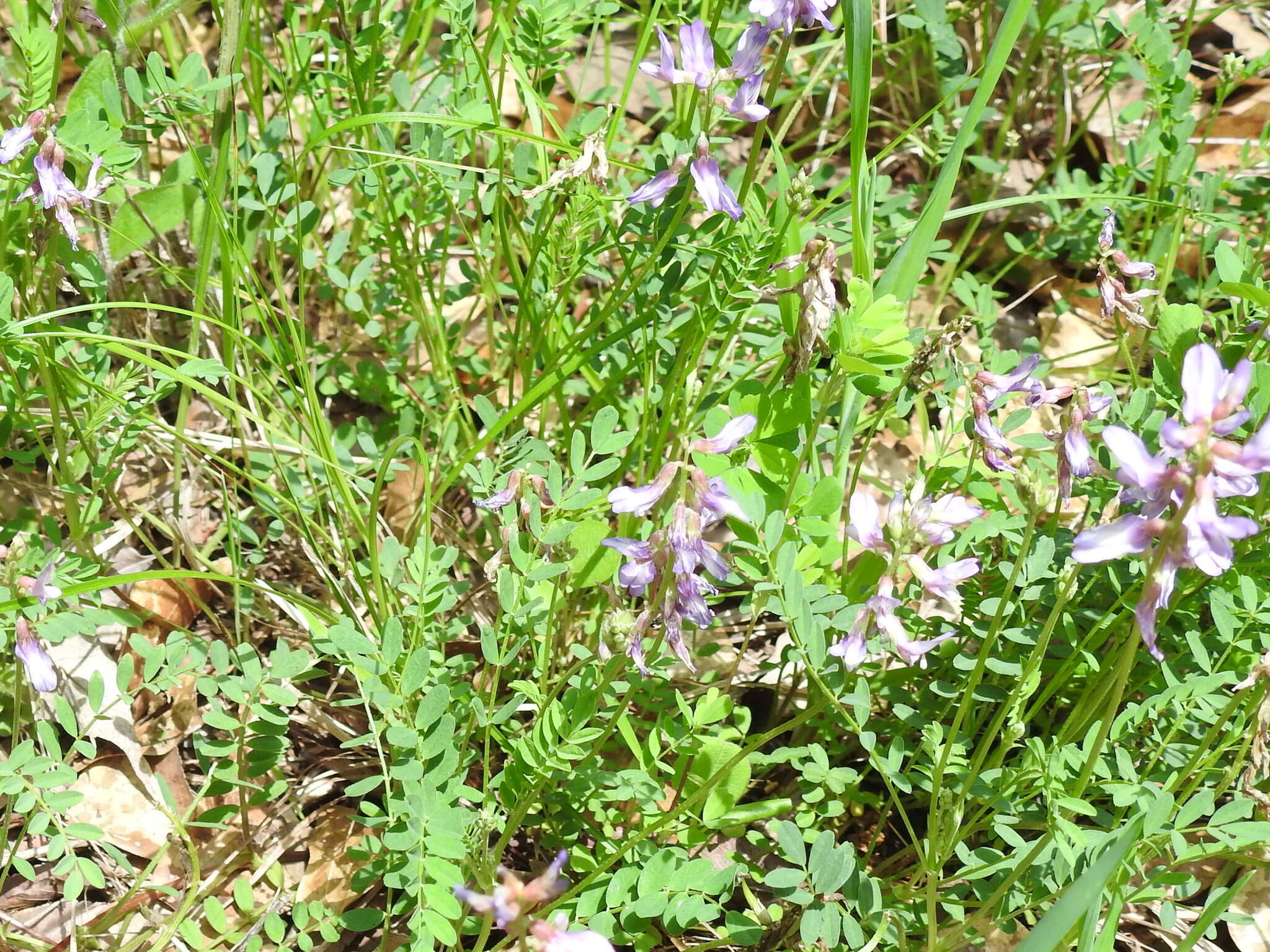 Image of Ozark milkvetch