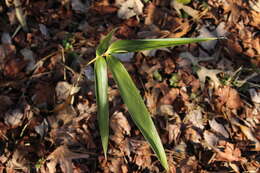 Image of arrow bamboo