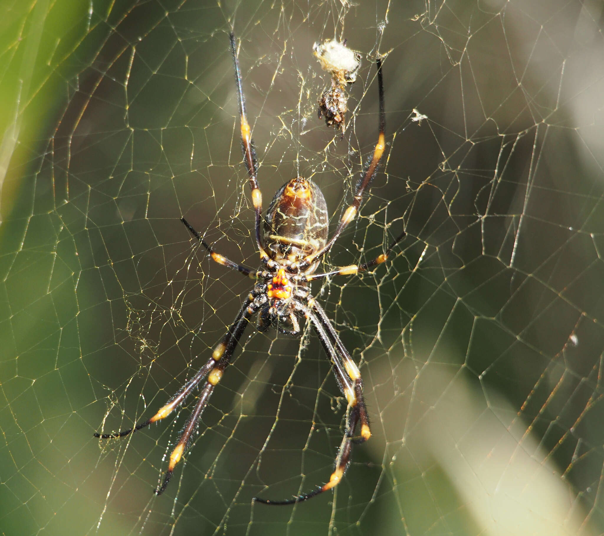 صورة Trichonephila plumipes (Latreille 1804)