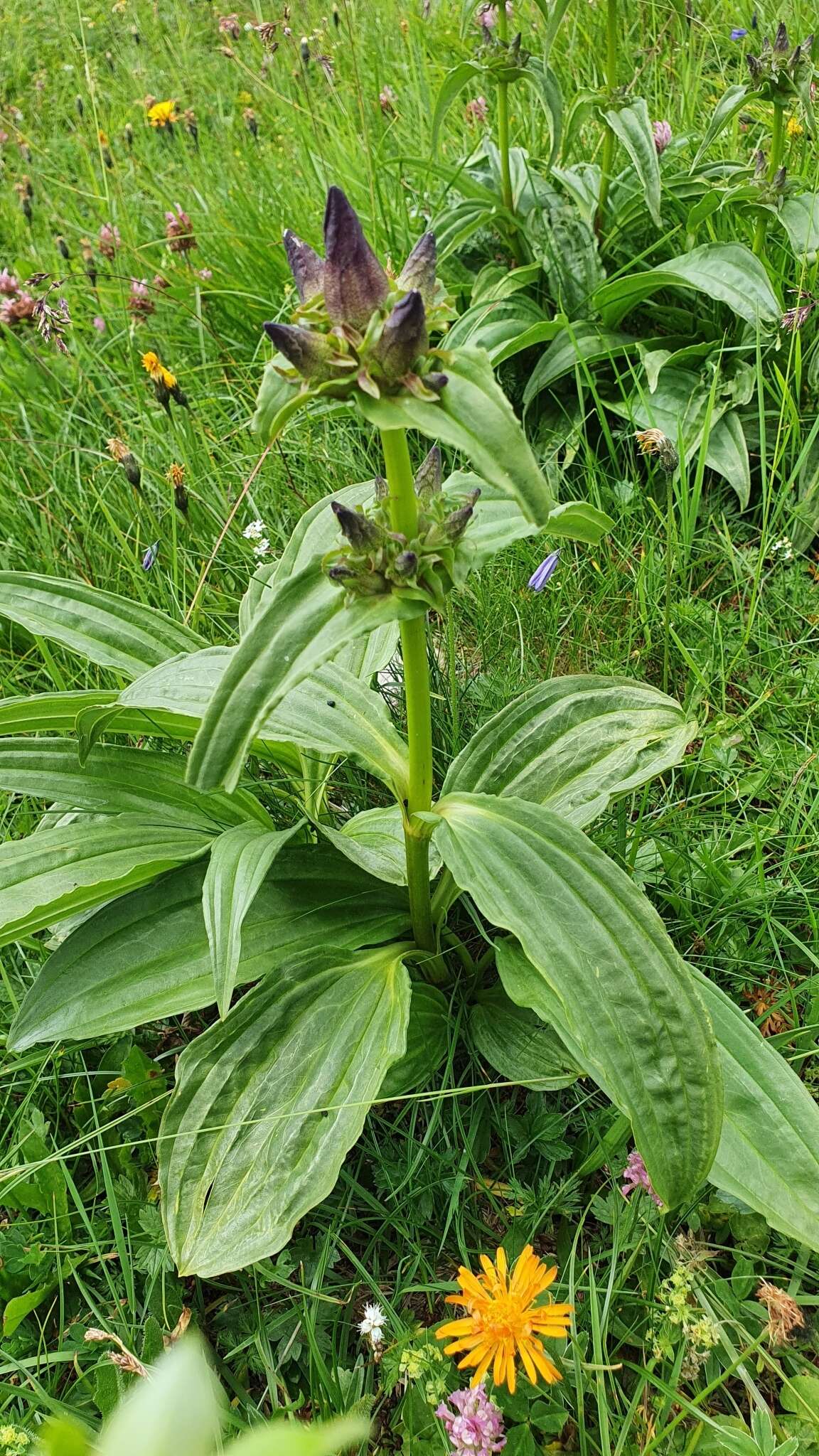 Image of Gentiana pannonica Scop.