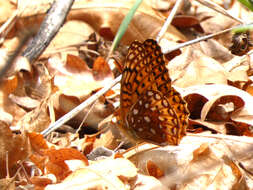 Image of Speyeria hesperis dorothea Moeck 1947