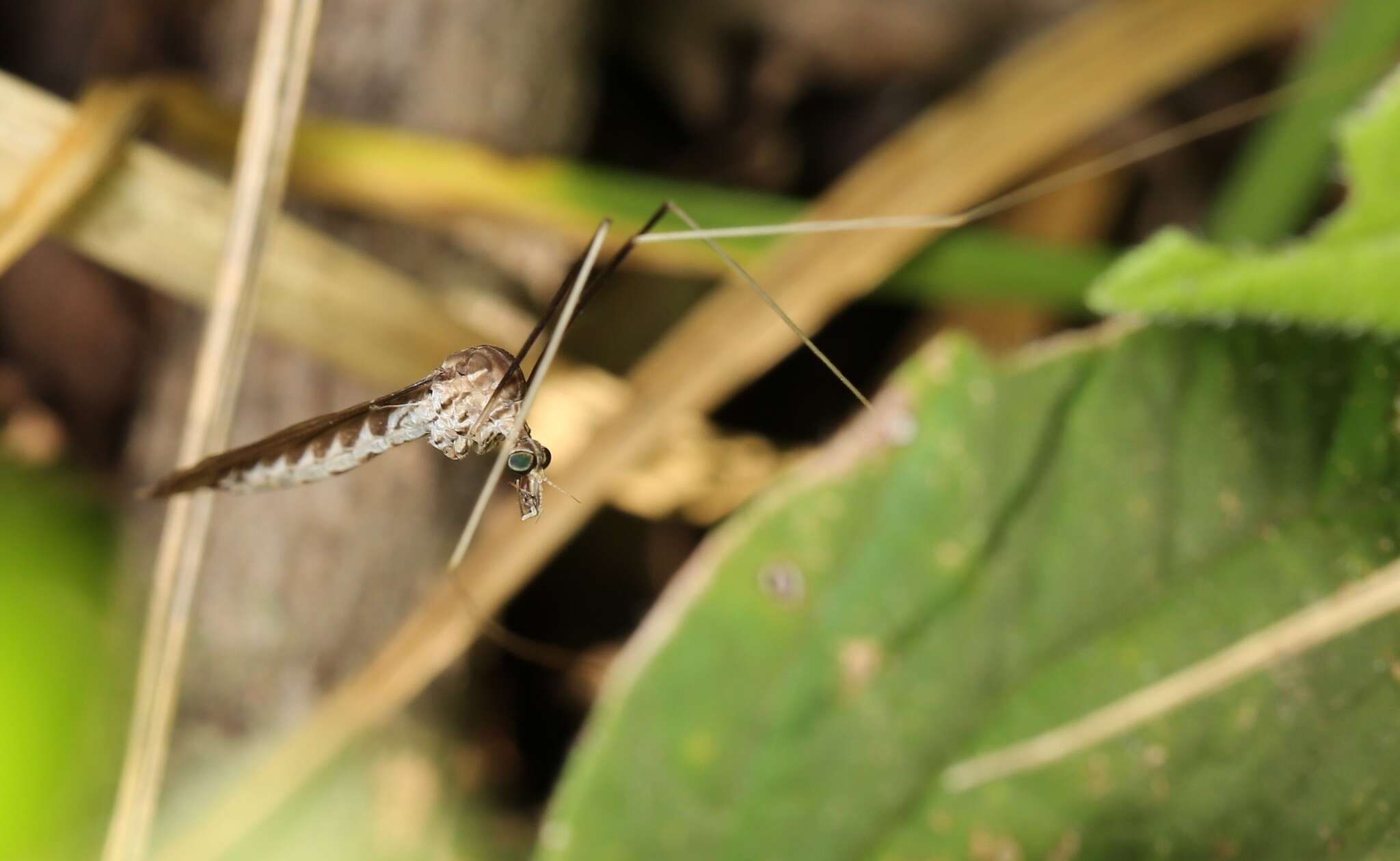 Image of Brachypremna