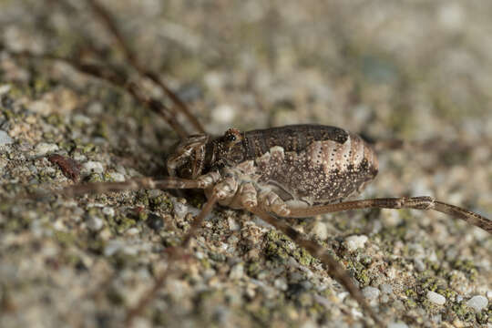 Image of <i>Metaplatybunus rhodiensis</i>