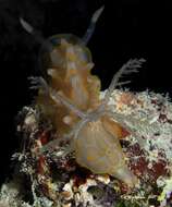 Image of Gold-spotted nudibranch