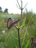 Image of Schizoglossum bidens subsp. atrorubens (Schltr.) Kupicha