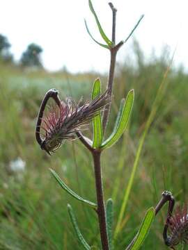 Image de Schizoglossum bidens E. Mey.