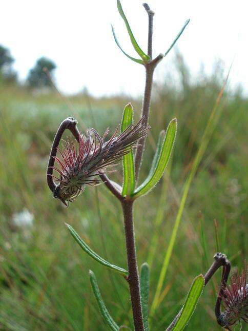 Image of Schizoglossum bidens subsp. atrorubens (Schltr.) Kupicha