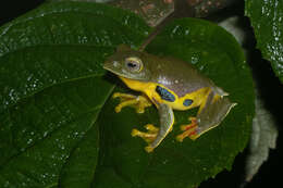 Image of Double-spotted Red-webbed Tree Frog