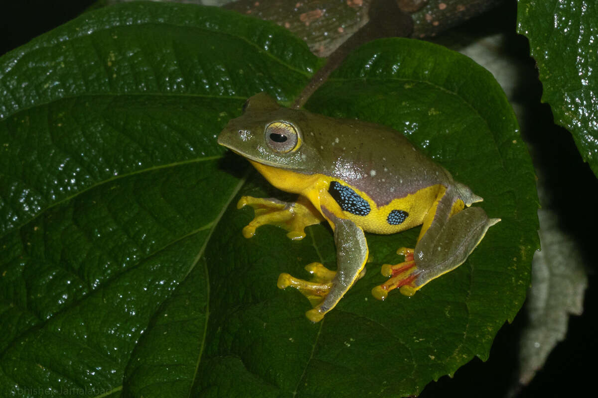 Sivun Rhacophorus bipunctatus Ahl 1927 kuva