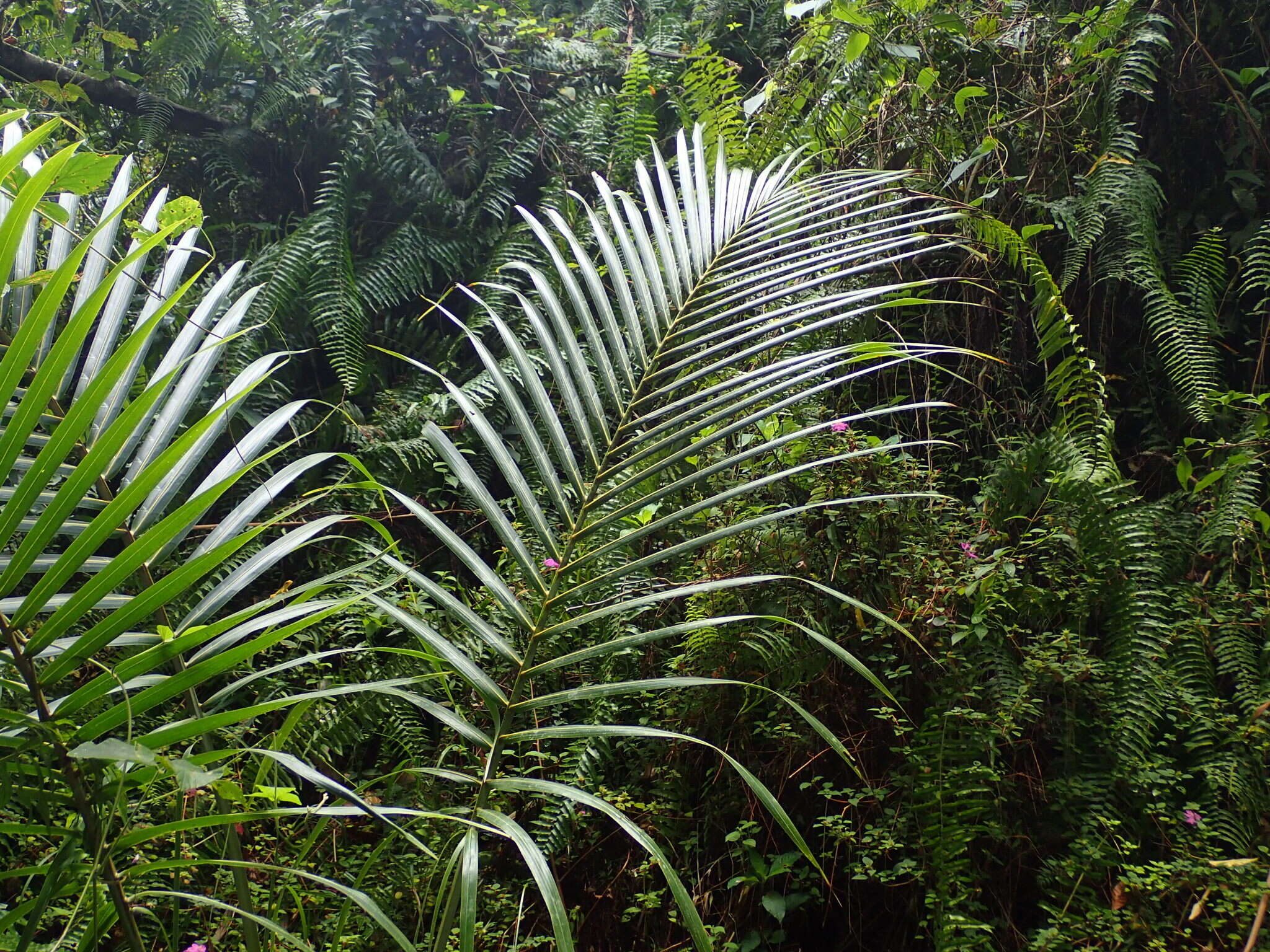 Image of Sierran palm
