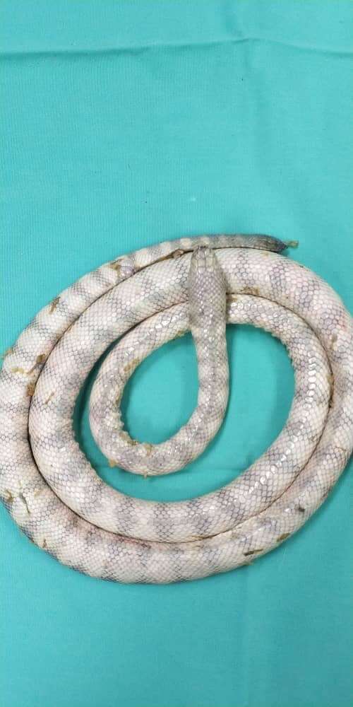 Hydrophis cyanocinctus Daudin 1803 resmi