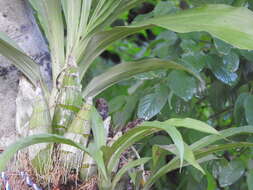 Image of Clowesia dodsoniana E. Aguirre