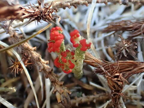 Image de Cladonia cristatella Tuck.