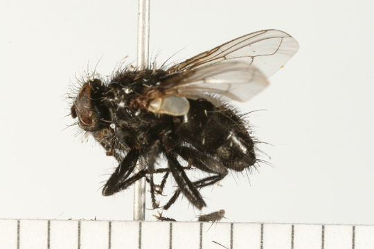 Image of <i>Leucostoma gravipes</i> Wulp 1890