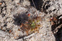 صورة Drosera nitidula subsp. omissa (Diels) N. Marchant & Lowrie