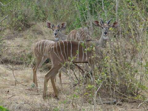 Image of Lesser Kudu