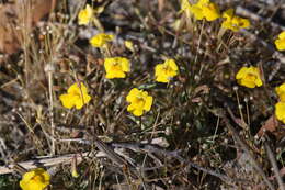 Sivun Uvedalia linearis var. lutea (Benth.) W. R. Barker & Beardsley kuva