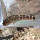 Image of Chestnut goby