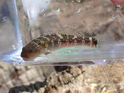 Image of Chestnut goby