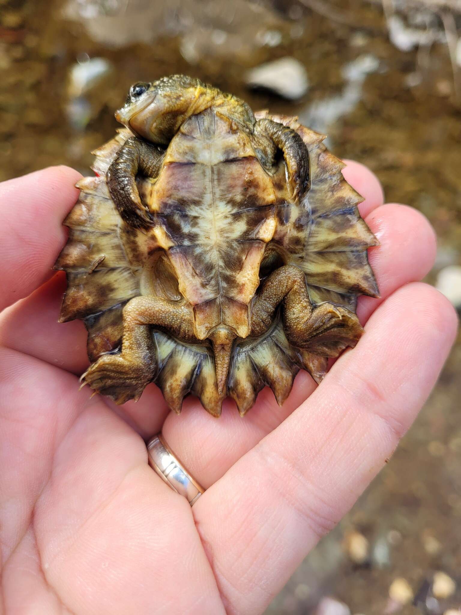 Image of White Throated Snapping Turtle