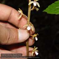 Image de Corallorhiza maculata var. mexicana (Lindl.) Freudenst.