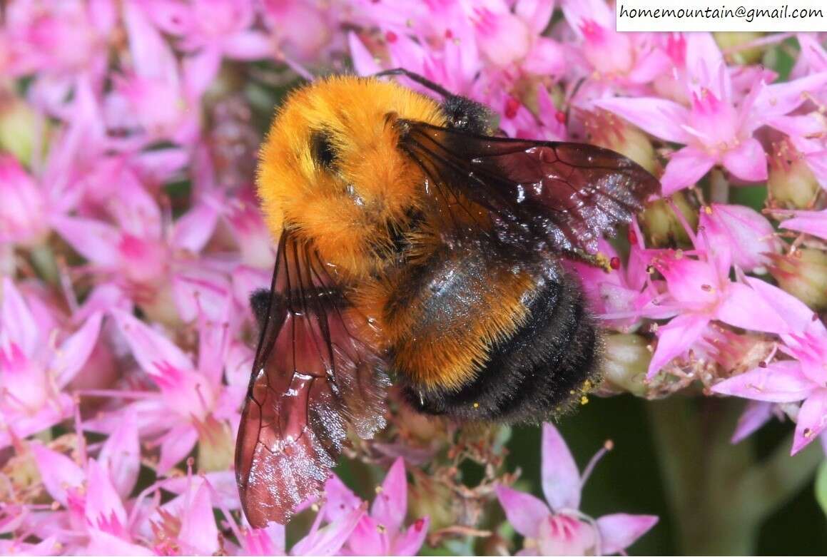 Слика од Bombus opulentus Smith 1861