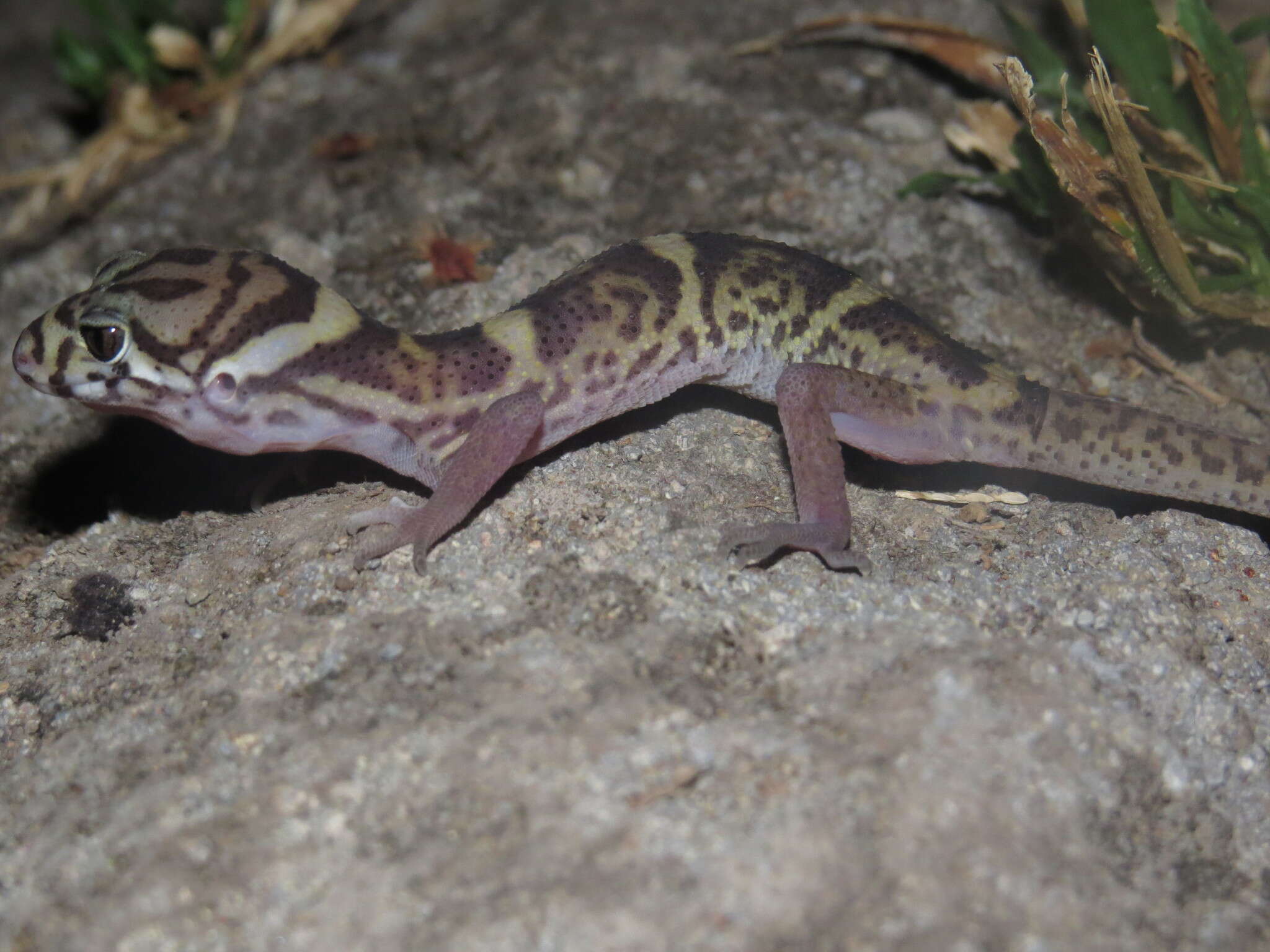 Image of Central American Banded Gecko