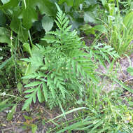 Image of annual ragweed