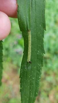 Image of Goldenrod Leaf Miner