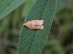 Image of barred fruit-tree tortrix