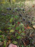 Image of Pycnanthemum torreyi Benth.