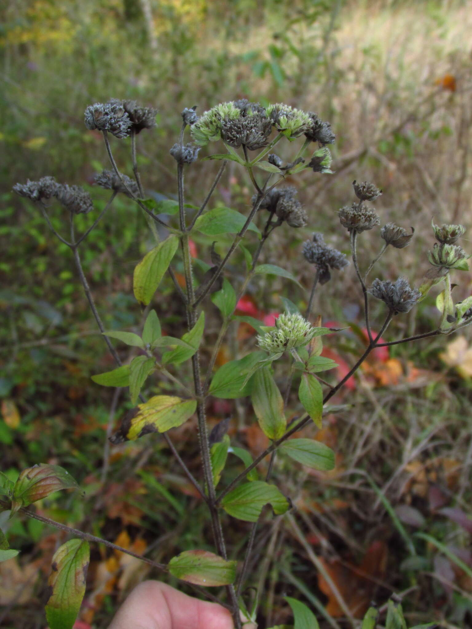 Image of Pycnanthemum torreyi Benth.