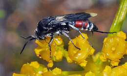 صورة Pseudopompilus humboldti (Dahlbom 1845)