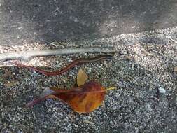 Image of Red Forest Skink