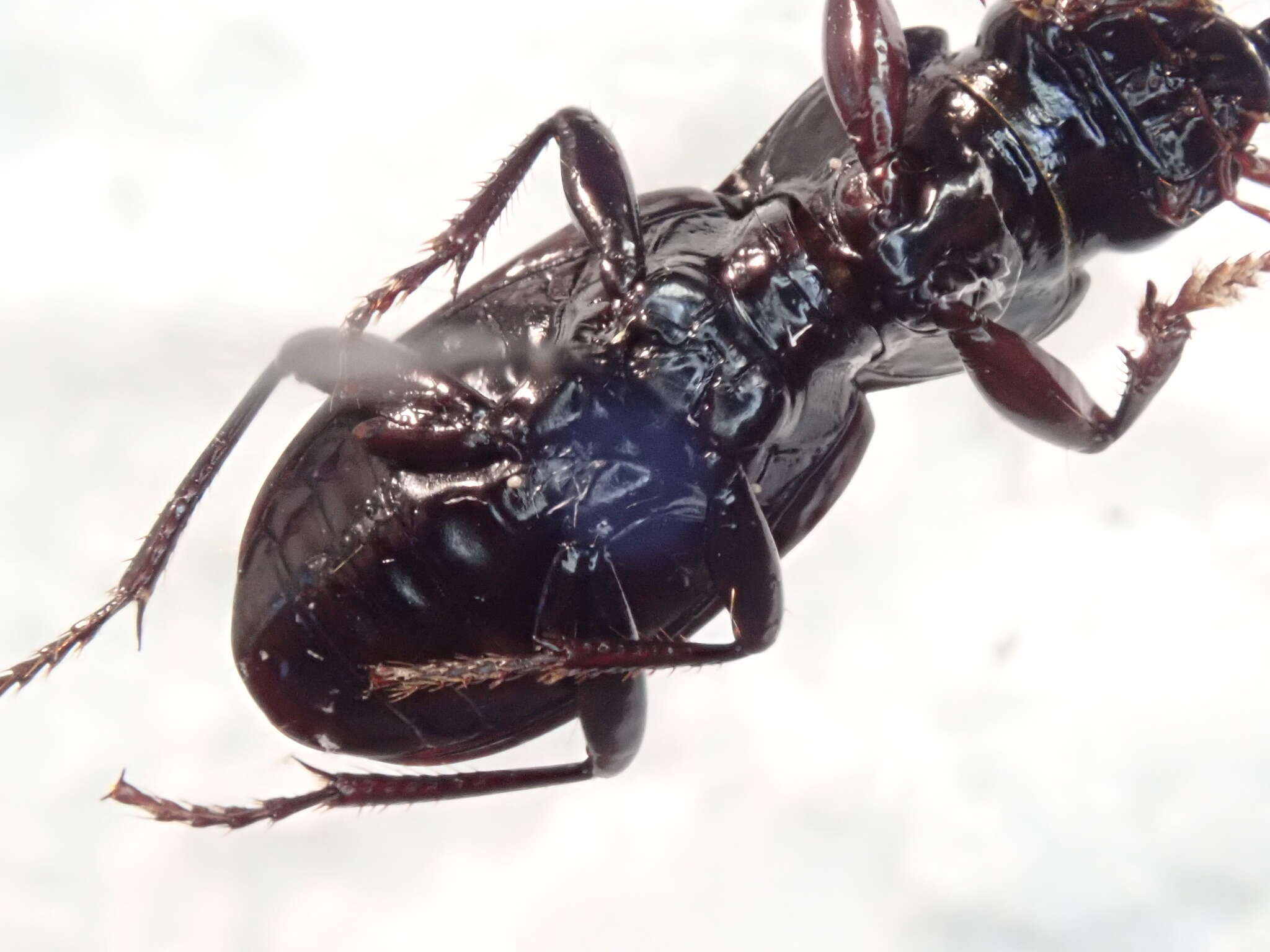 Слика од Pterostichus (Cylindrocharis) rostratus (Newman 1838)