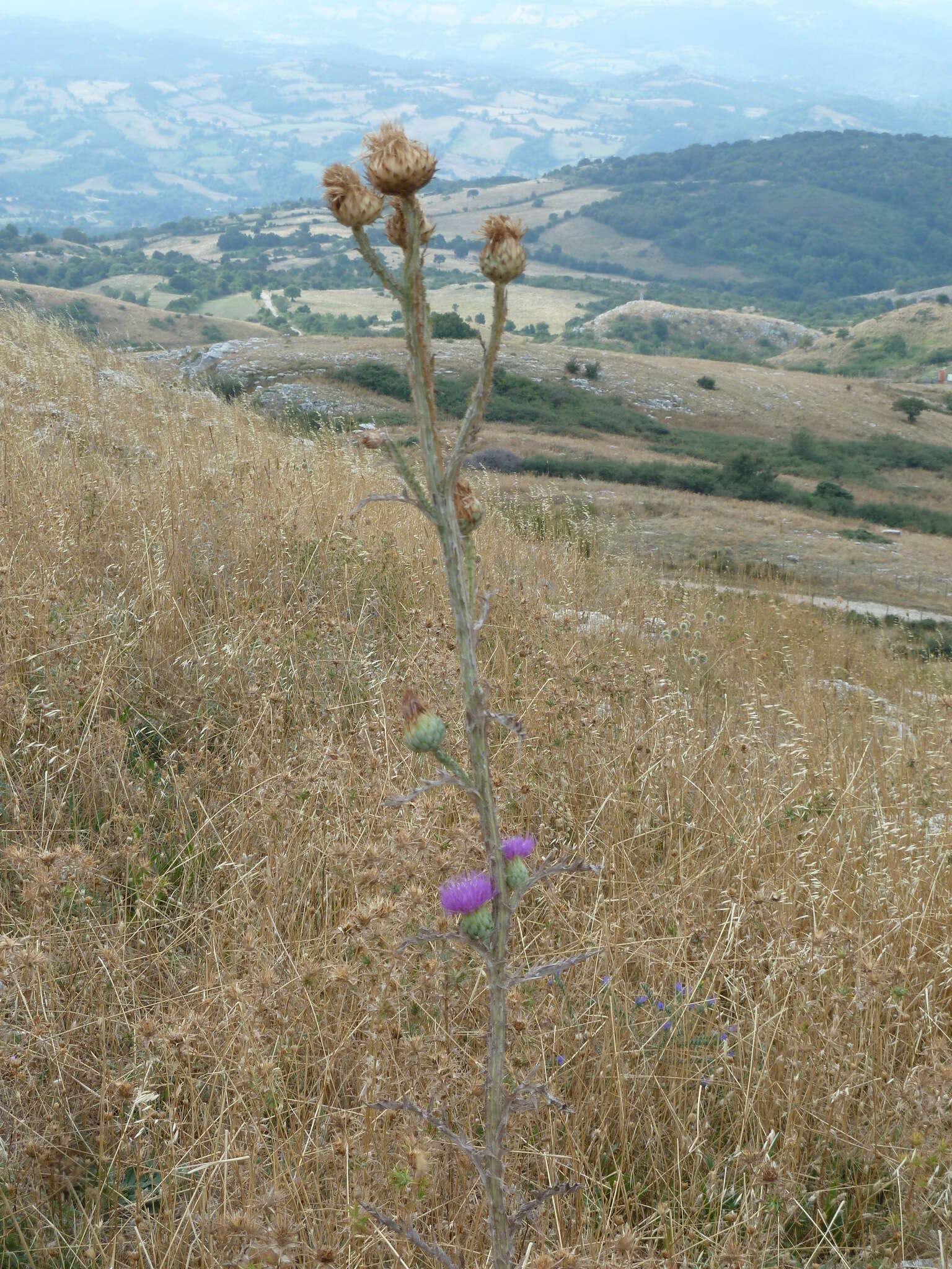 Image of Onopordum illyricum subsp. illyricum