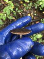 Image of Pluteus perroseus E. Horak 1983